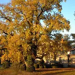 Domaine Des Roches Blanches Le Pin (Deux-Sevres)