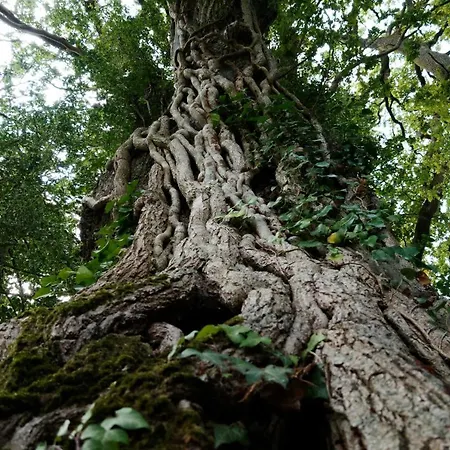 Domaine Des Roches Blanches *