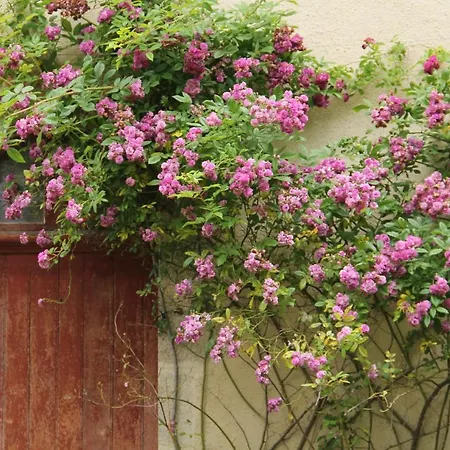 Casa vacanze Domaine Des Roches Blanches *