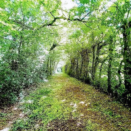 Domaine Des Roches Blanches Le Pin (Deux-Sevres)