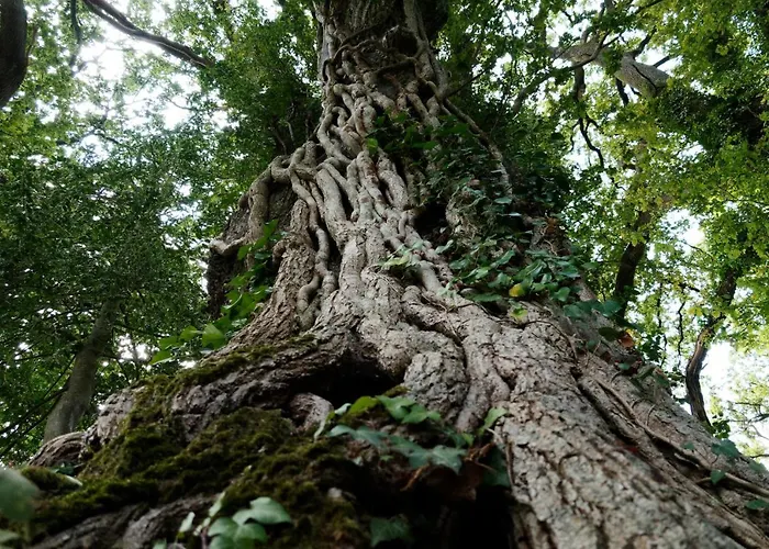 Domaine Des Roches Blanches *